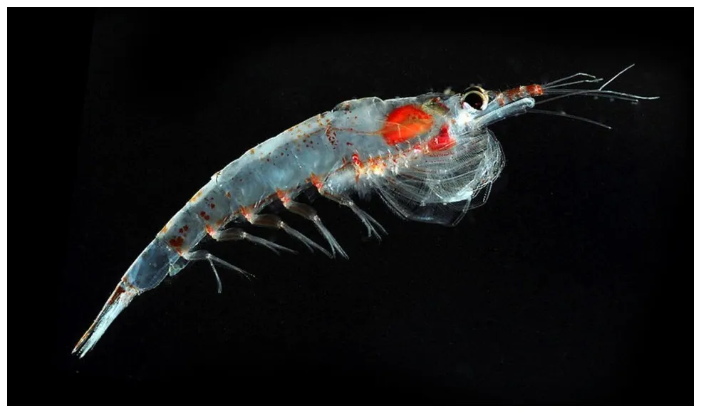 Krill had low tolerance for hydrogen peroxide in lab experiments