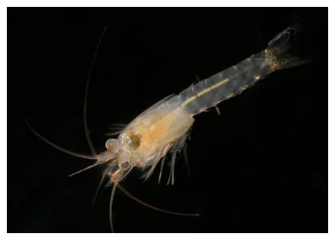 New species of shrimp found after ‘hitchhiking’ on ocean rock to south printable coloring page