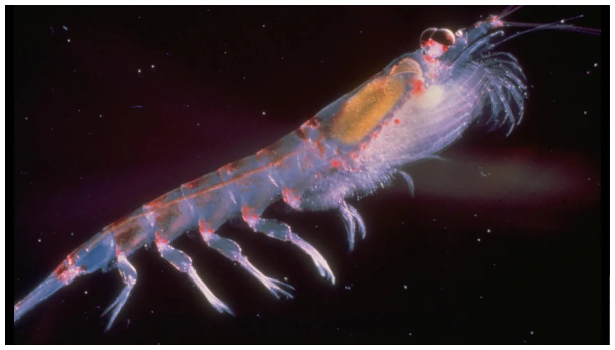 Warum schwanken die krill-bestände in der antarktis? wissenschaftsjahr