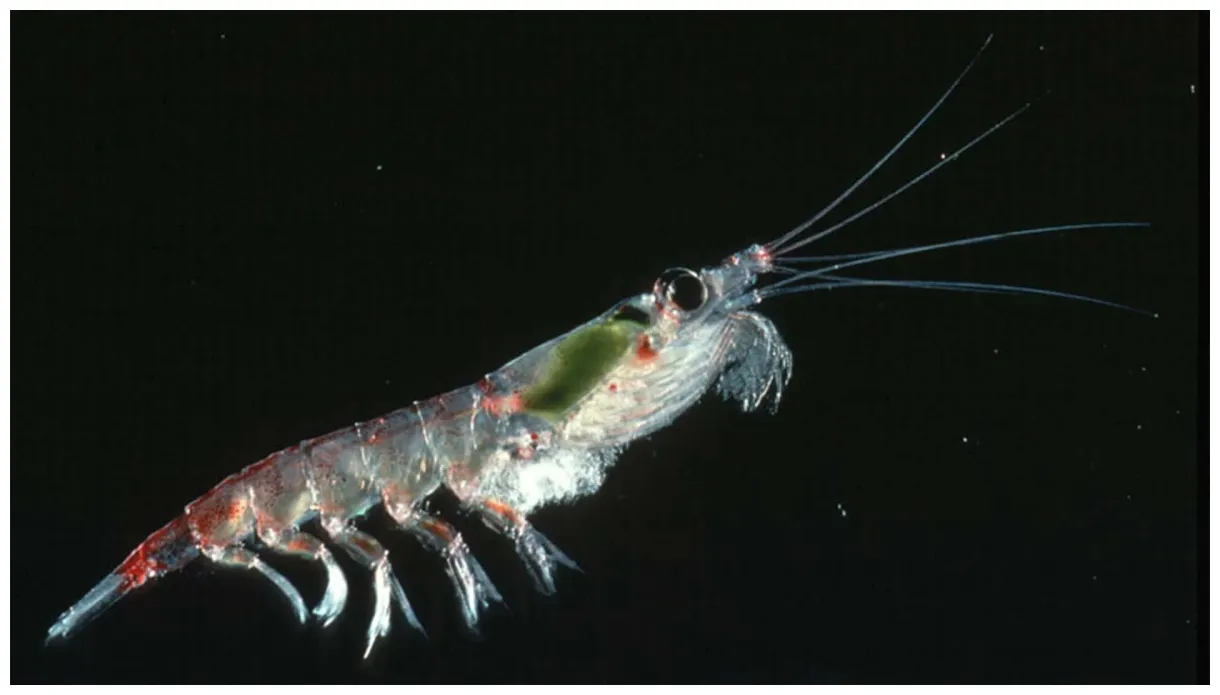 ¿qué es krill y plancton? descubre el maravilloso mundo microscópico