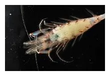 Campagne ibts 2010 gros plan sur la tête de la crevette crangon allmanni