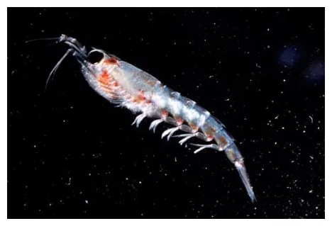 Victory! krill fishing banned in pacific oceana usa
