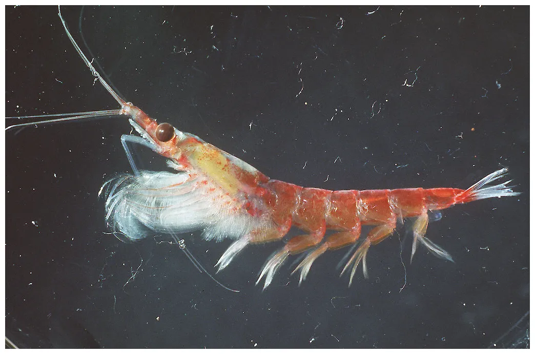 Antarctic krill, blue whales and the power of poo — australian