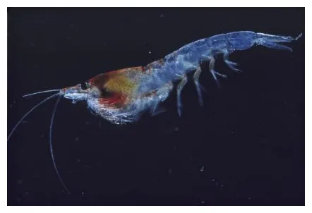 Les bienfaits vivifiants de l'huile de krill tandem-santé blog blog