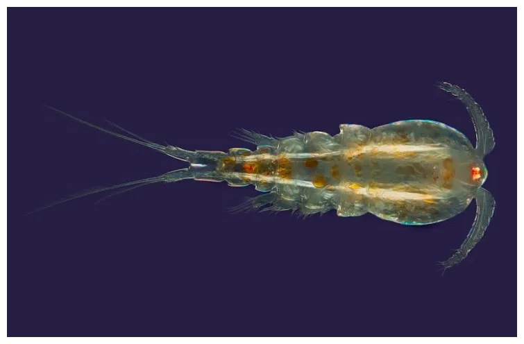 Crustacea copepoda, order cyclopoida
