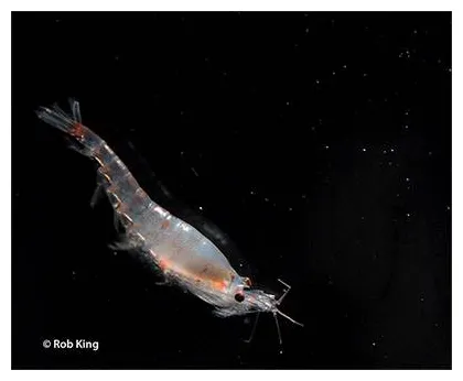 Cambio climático podría reducir en un 80% hábitat del krill antártico