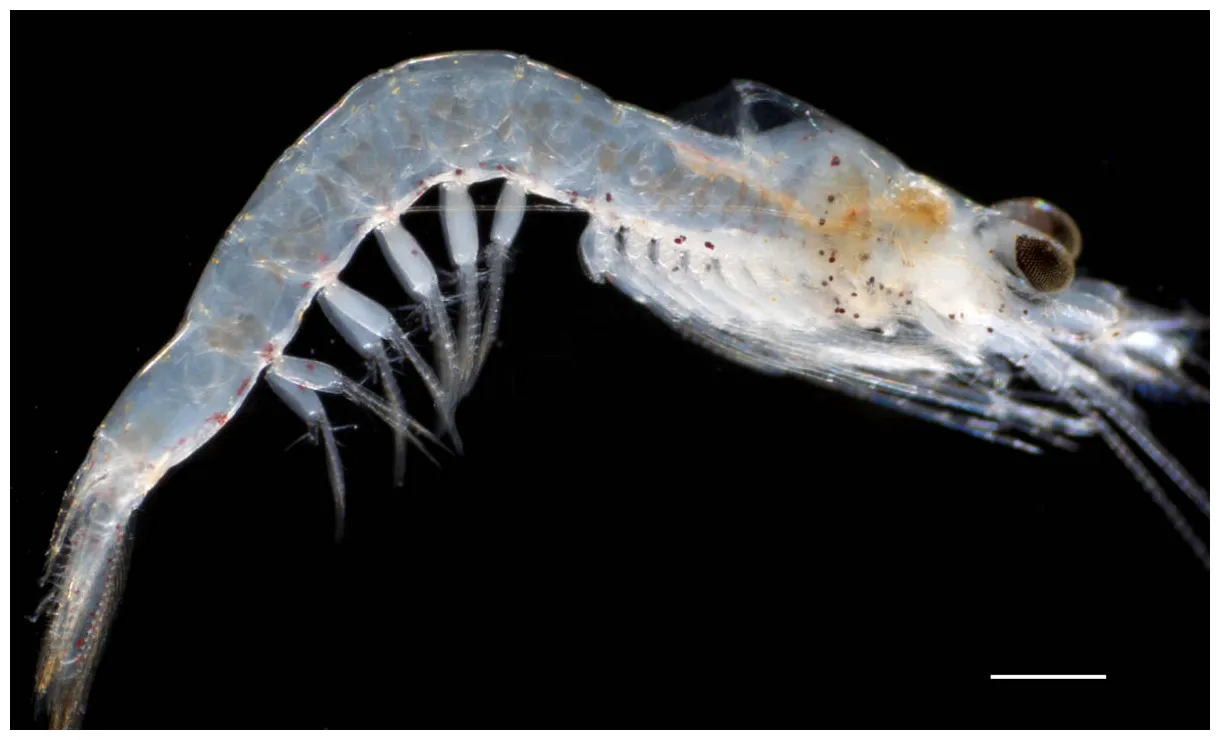 アミ目 ヒペレリスロプス属（hypererythrops sp.）の画像集