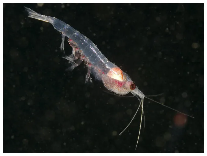 Euphausia superba-antarktika krili » bilgiustam