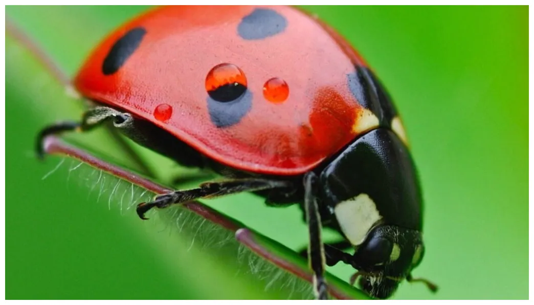 The ladybug definition, ecosystem and more