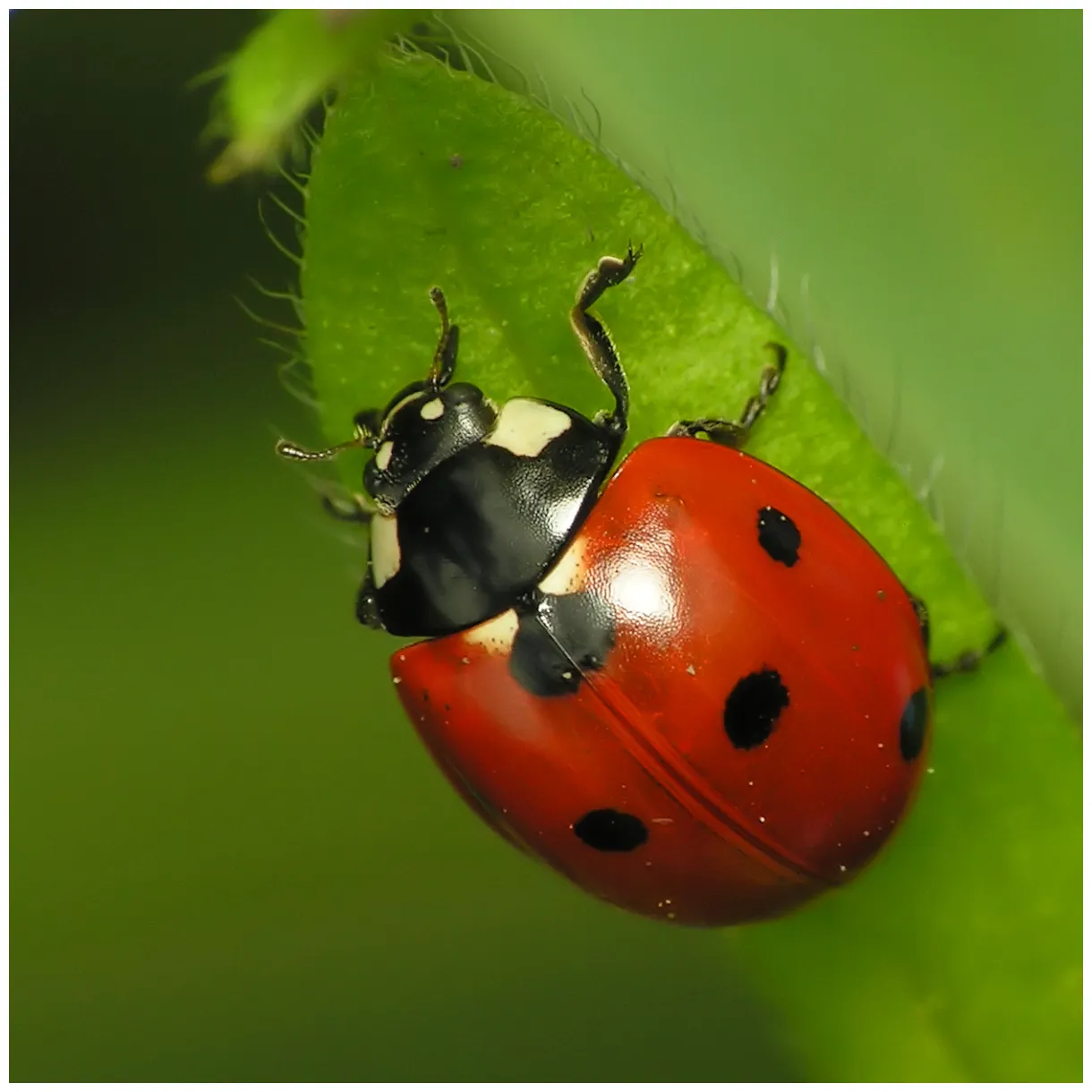 13 fun facts 13 lowdowns on ladybugs