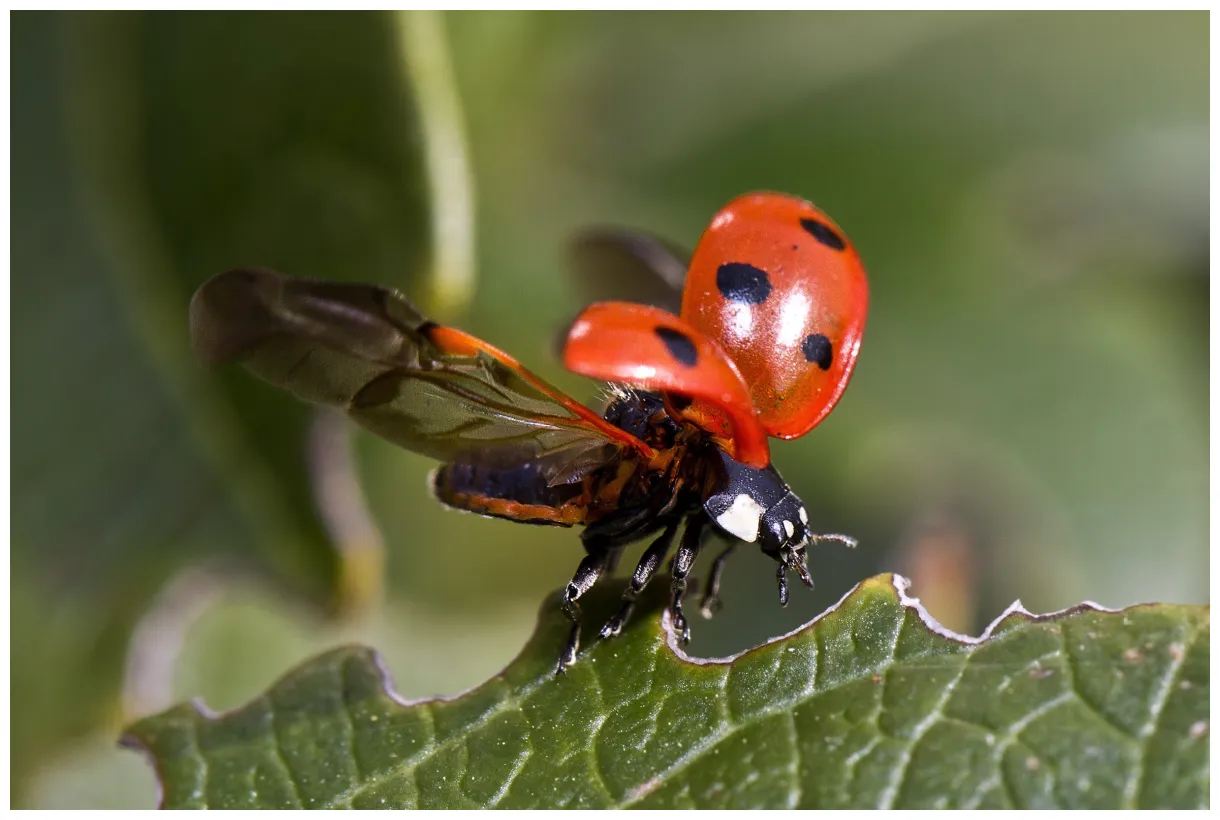 Why Introducing Baby Ladybugs will Improve Your Garden Immediately