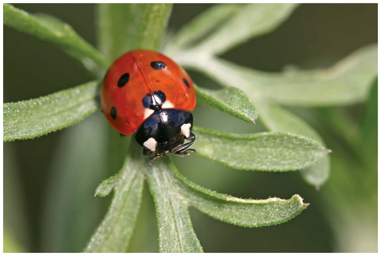 Ladybug insect, life cycle, benefits, pest control, diet, & facts