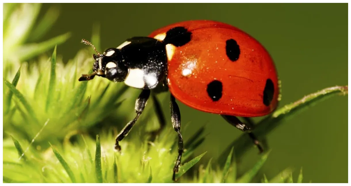 Ladybug Insect Facts - A-Z Animals