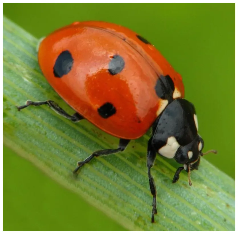 What is a ladybug? with pictures