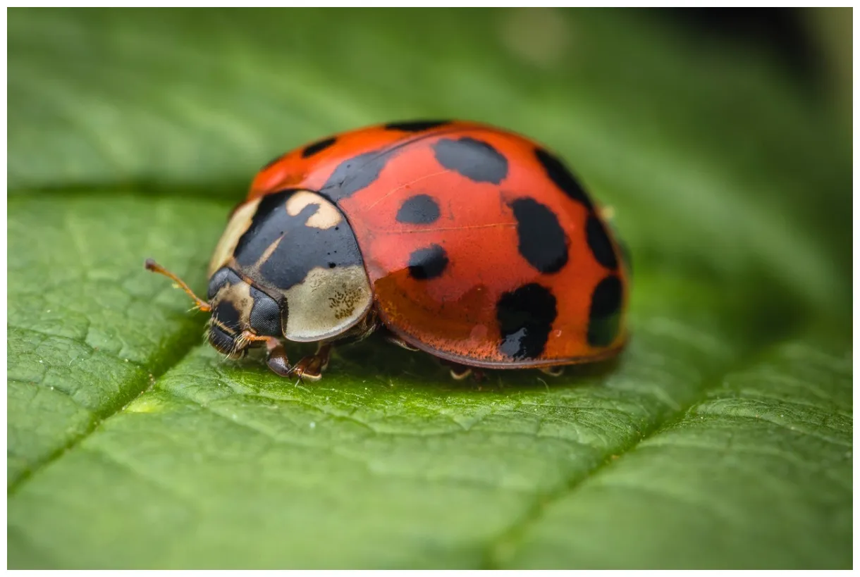30 Surprising Ladybug Facts You Probably Didn't Know - Facts.net