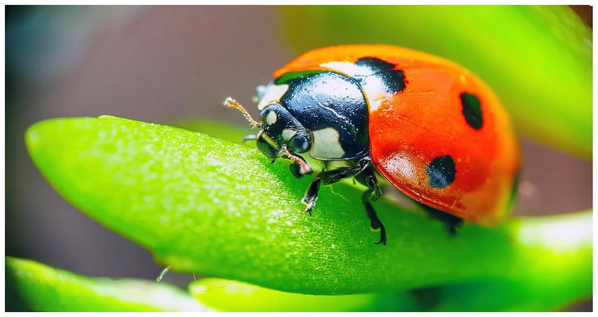 Ladybug facts learn about nature