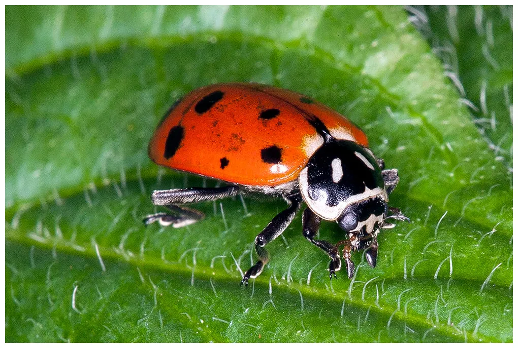 Ladybug | San Diego Zoo Animals & Plants