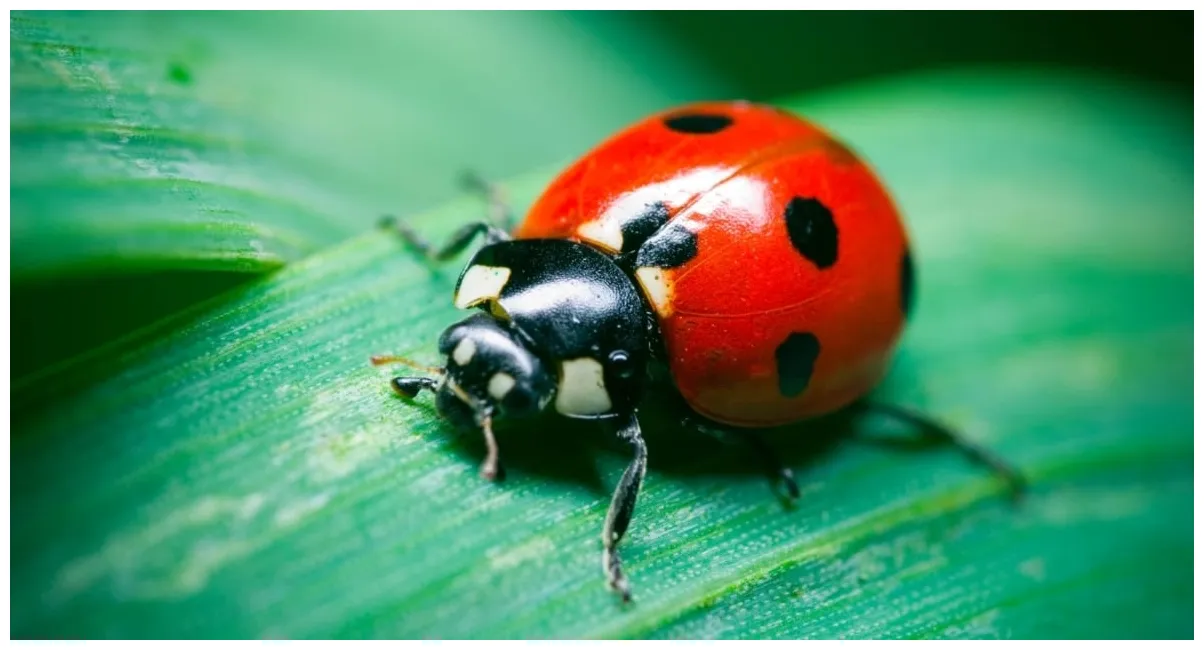 Where do all the ladybugs come from? farmers' almanac