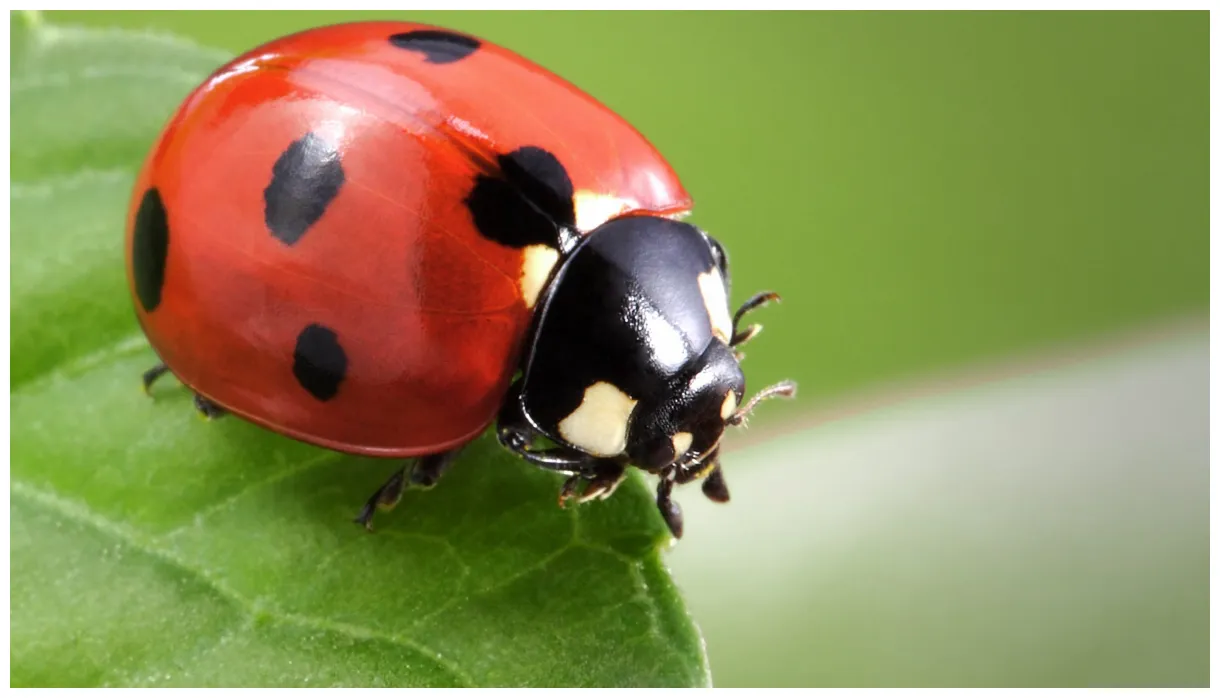 What's with all of the ladybugs?