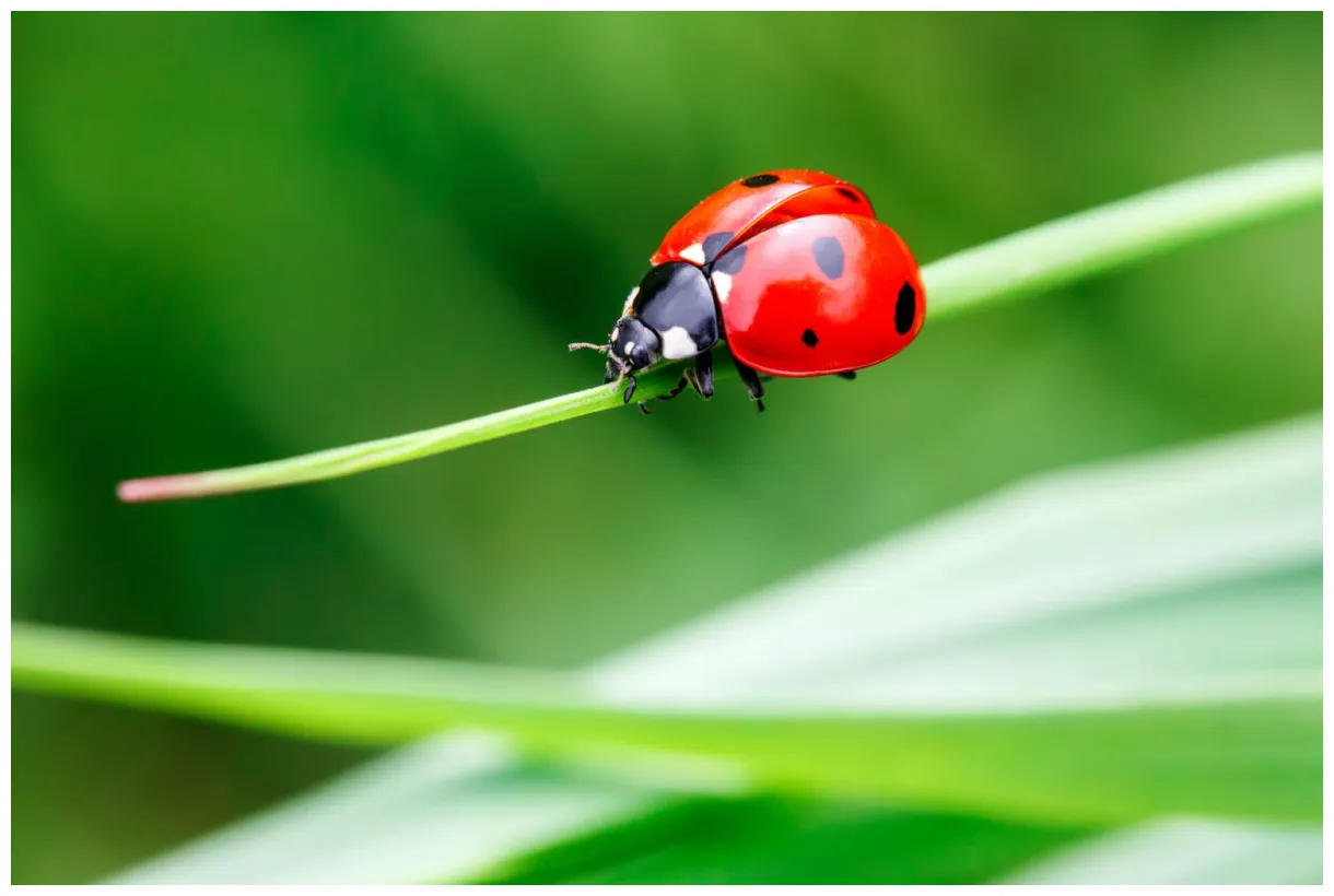 Seeing Ladybugs? What Does It Mean? - Farmers' Almanac - Plan Your Day