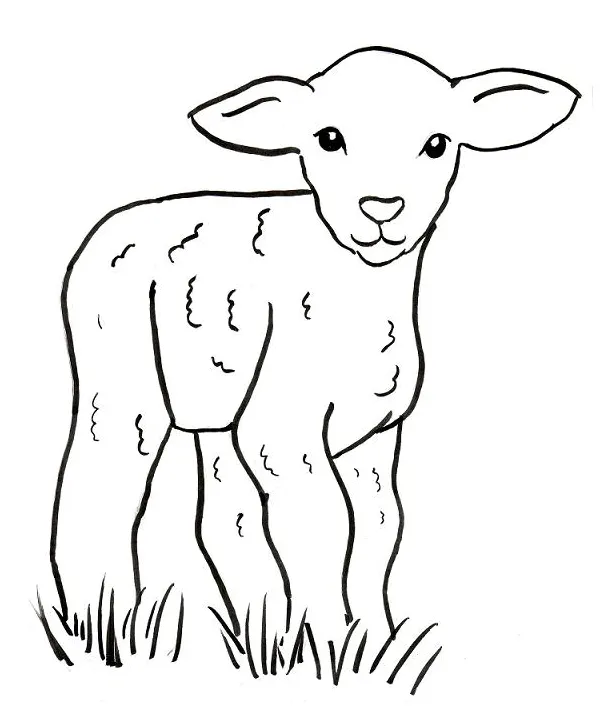 Lamb coloring page printable coloring page