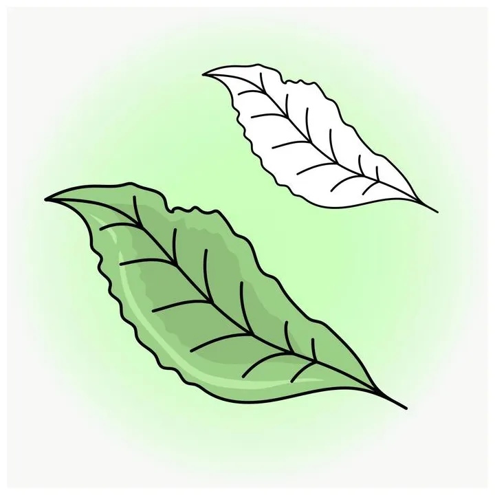 Leaf coloring page vector art, icons, and graphics for