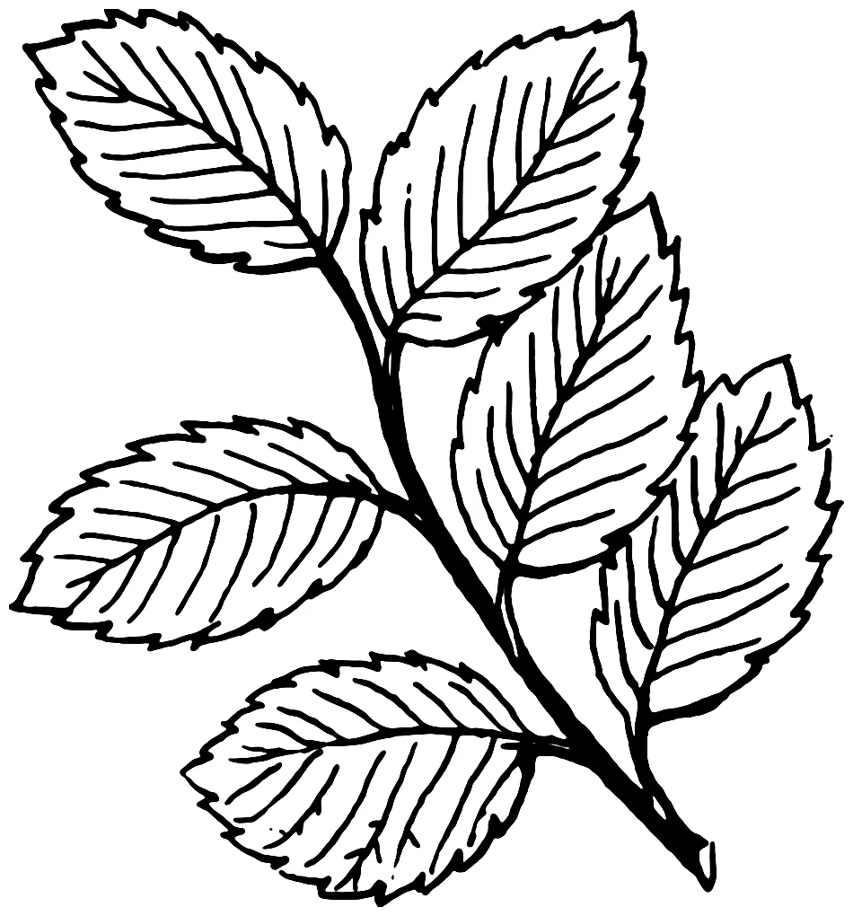 Leaf coloring pages printable coloring pages. free
