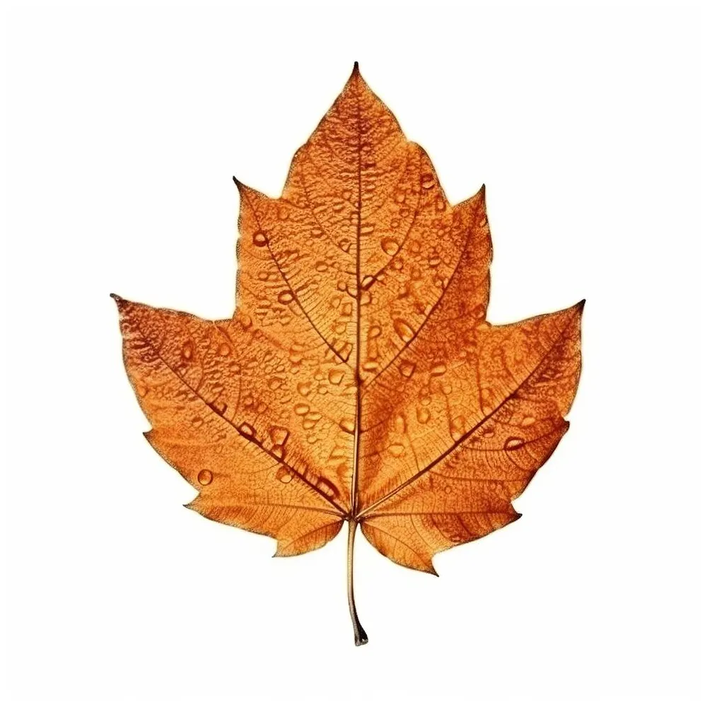 Leaf coloring page s, s and s for