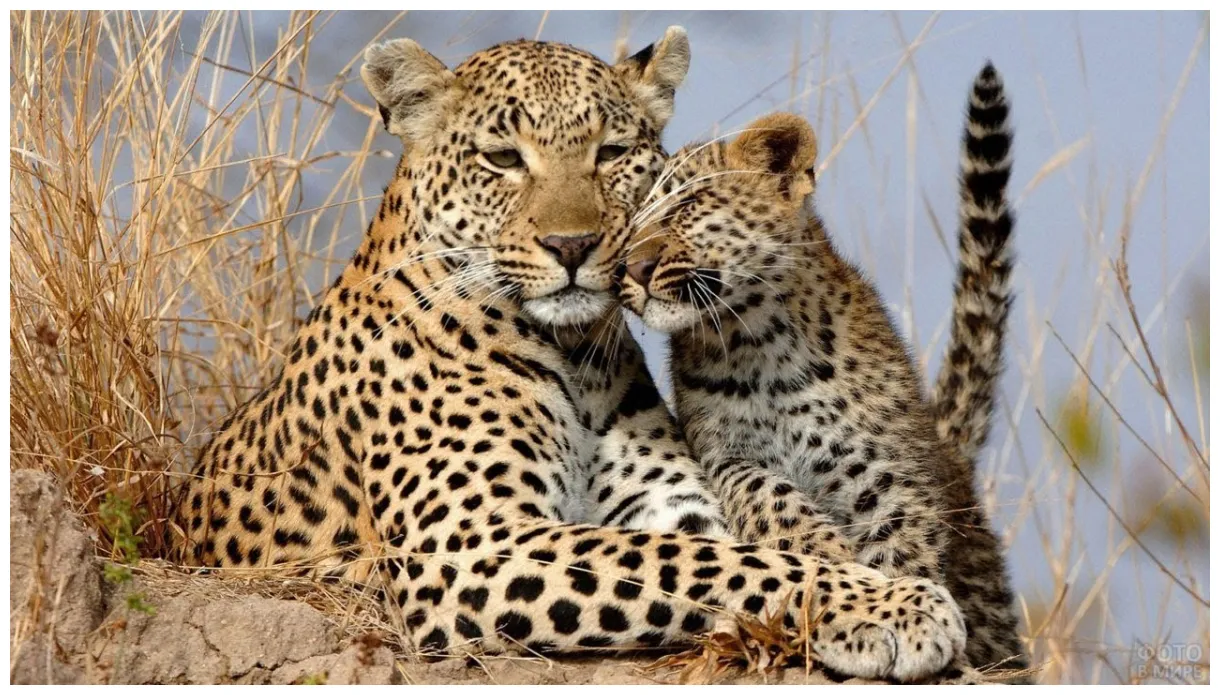 Леопард: среда обитания, образ жизни и особенности поведения | Планета