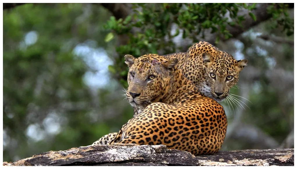 Jaguar Vs Leopard, Who Will Win? - Animals Comparison