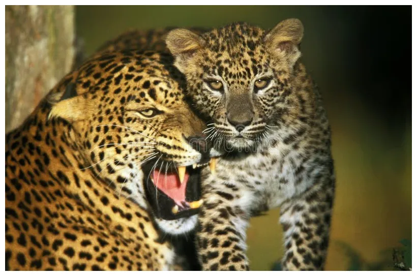 213 Growling Leopard Photos - Free & Royalty-Free Stock Photos from