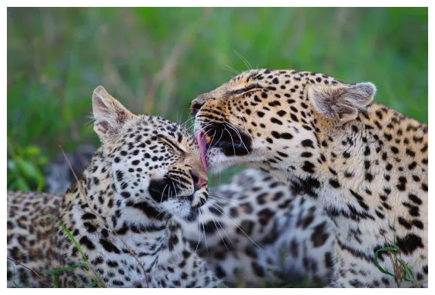 5.800+ Leopardo Cachorro Fotografías de stock, fotos e imágenes libres