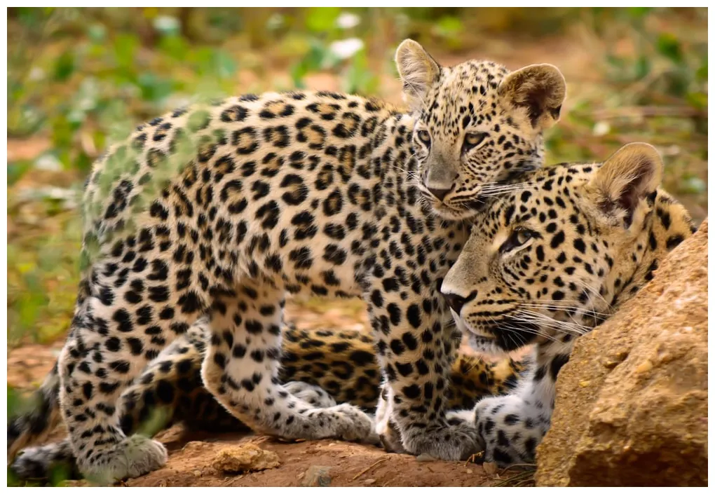 Las trampas ilegales están acabando con tigres y leopardos | Bioguia