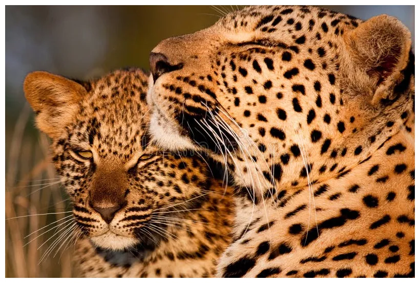 Leopard Family stock image. Image of panthera, baby, park - 57297511