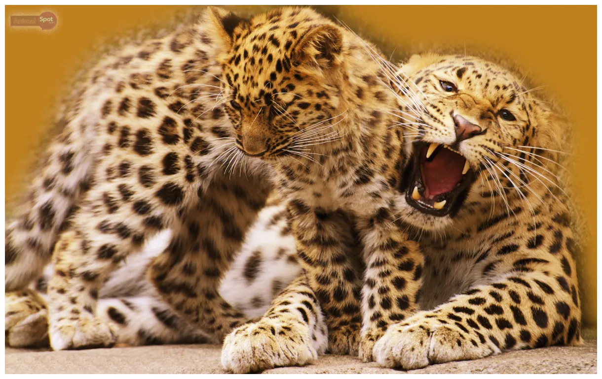 Best Leopard Wallpapers And Backgrounds - Free To Download!