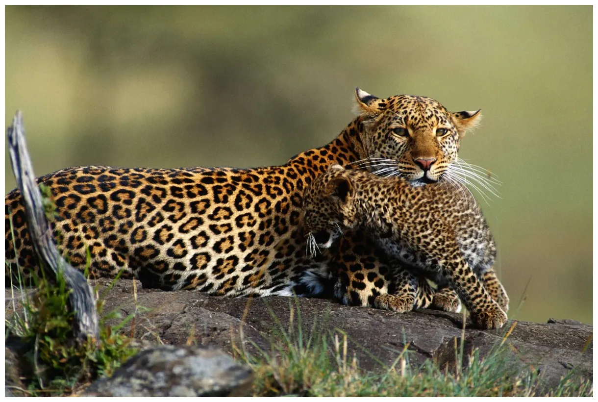 Keňa - Tanzanie - Zanzibar - Uganda - zájezd | CK Livingstone