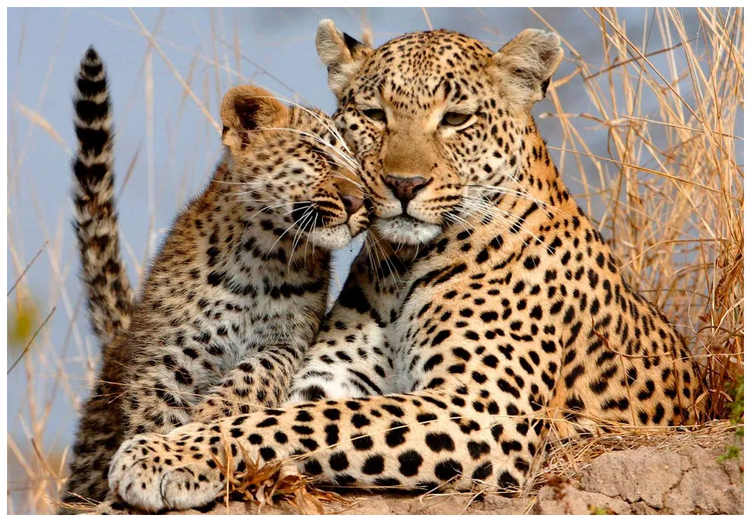 Переднеазиатский леопард: описание, где обитает, чем питается