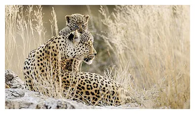 Leoparden - Jäger in der Dämmerung - WWF Junior