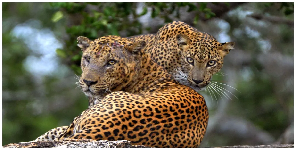 Authentic Glamping in Yala National Park | Leopard Nest