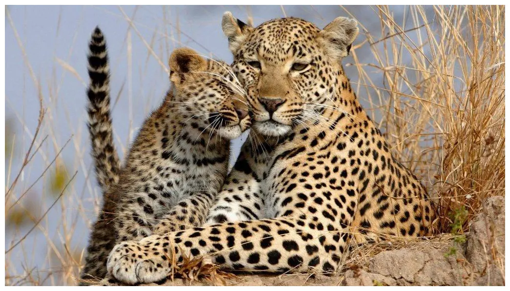 Отличие леопарда от ягуара: что общего и в чём разница между леопардом