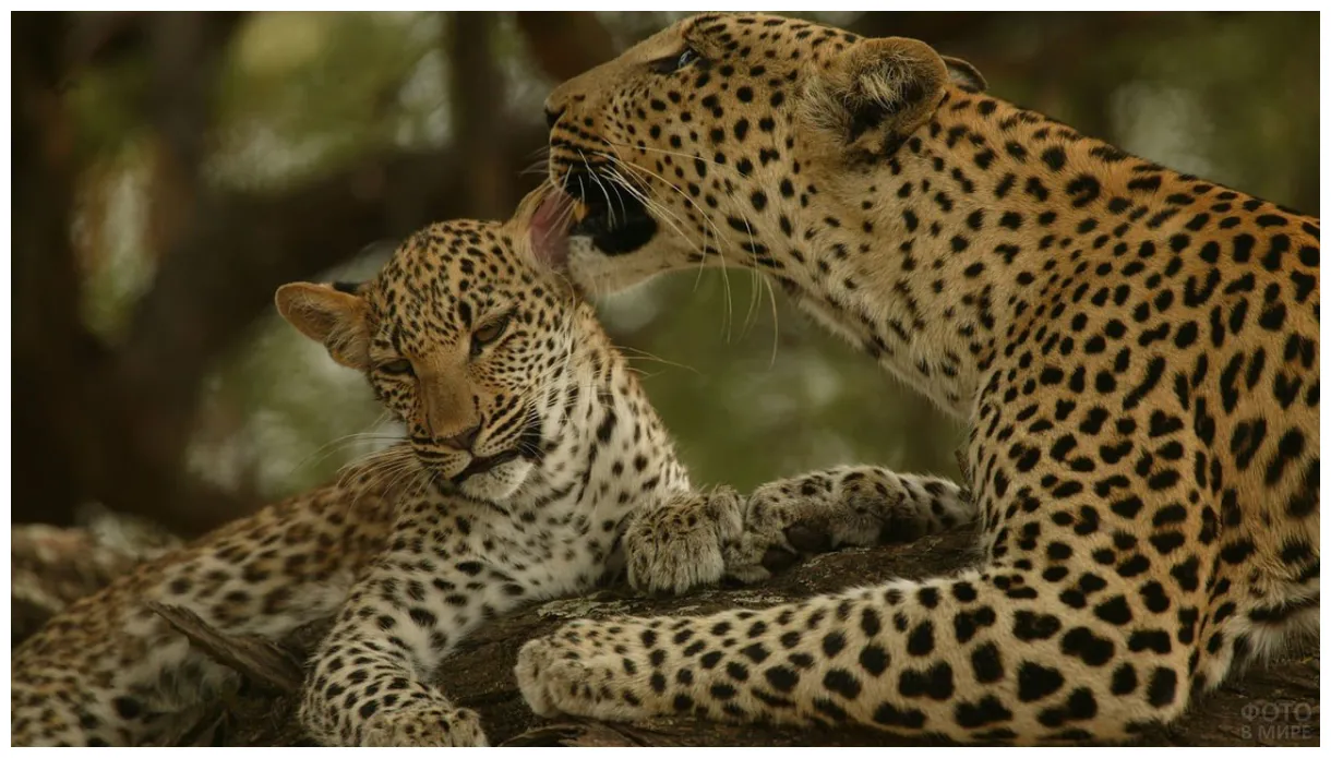 Леопард и гепард - фото и картинки: 62 штук