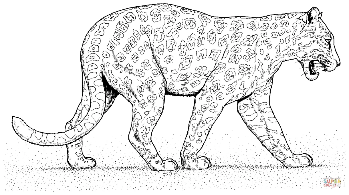 Leopard 8 coloring online super coloring