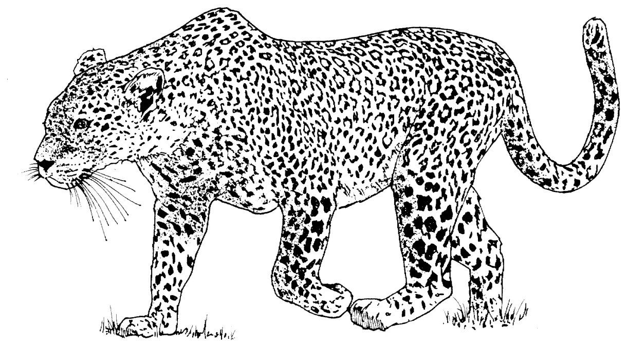 Leopard Coloring Pages - Coloring Home