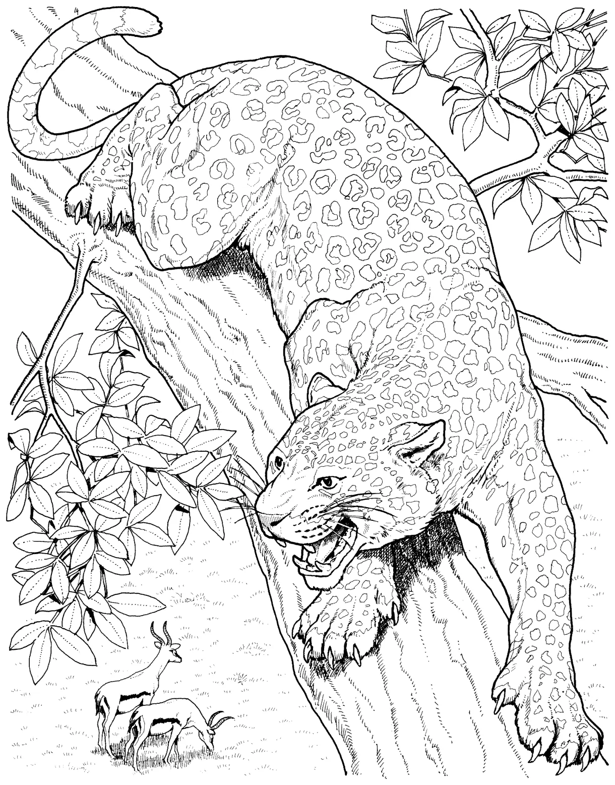 Free Leopard Coloring Pages