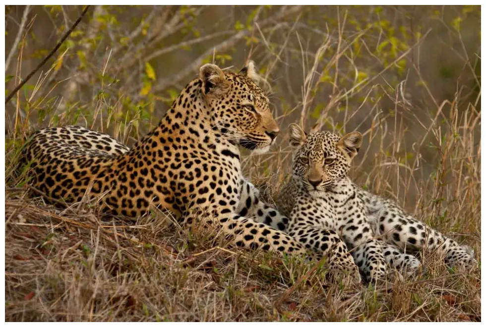 Leopard panthera pardus lifestyle, diet, and more wildlife explained