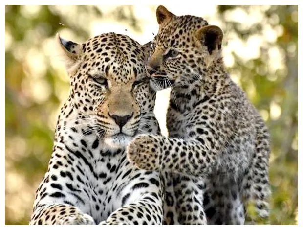 Leopard అలిపిరి నడకదారిపై కనిపించిన చిరుతపులి -భయాందోళనలో భక్తులు