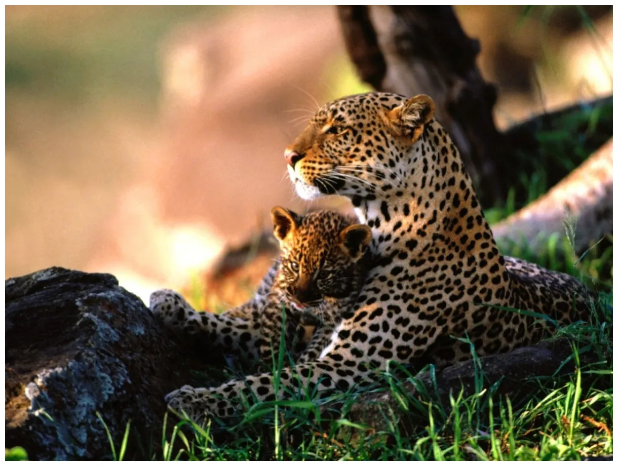 Leopardo fotos, características y diferencias con el guepardo