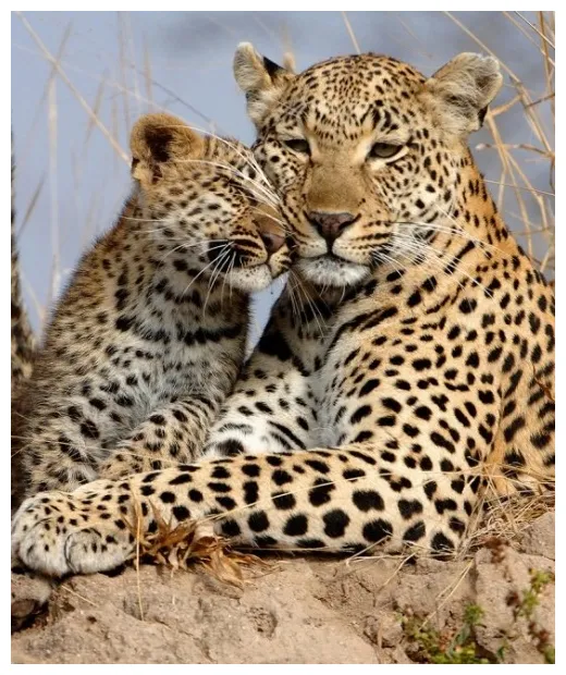 Jawai leopard safaris