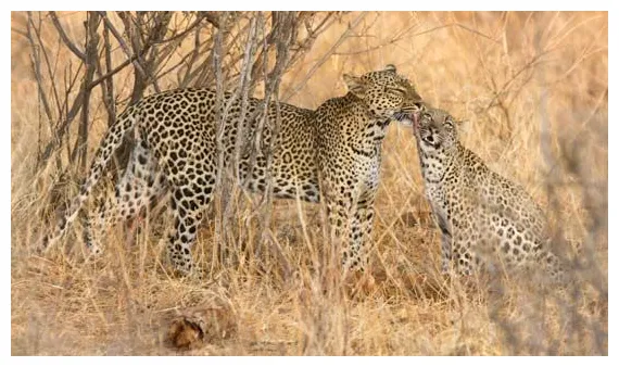 Leopard students britannica kids homework help