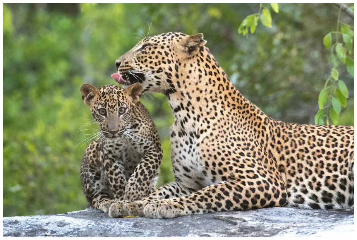 The elusive life of the african leopard walking wild africa